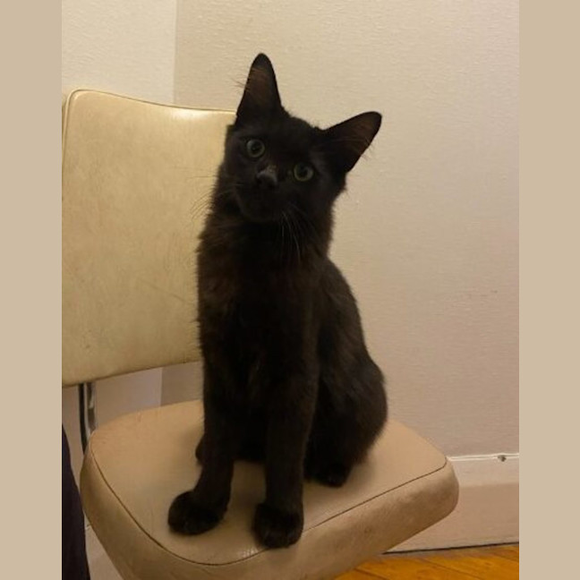 Photo of Pangolin *Meet Me At Pet Stock Birkenhead Point*