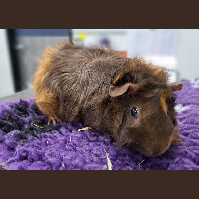 Photo of Squish