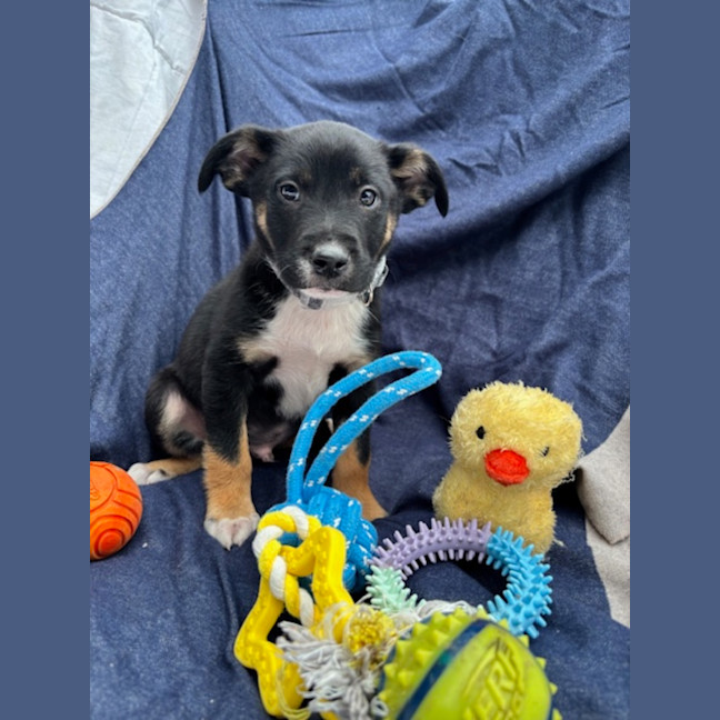 Photo of Scout