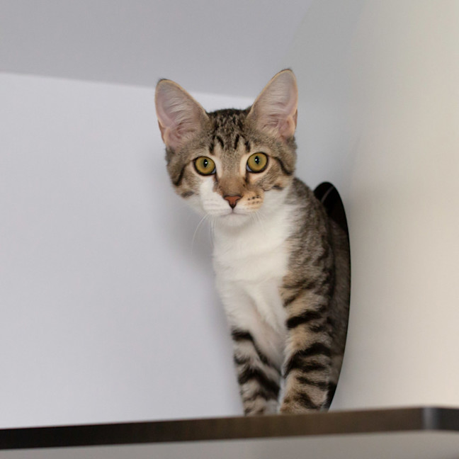 Photo of Snickerdoodle