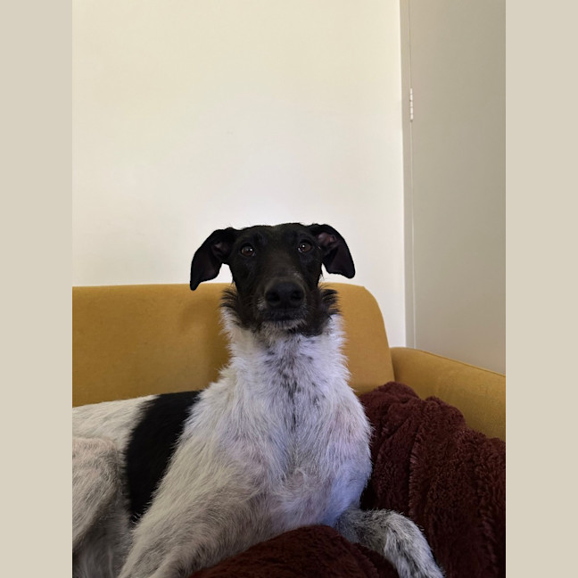Photo of Jiji