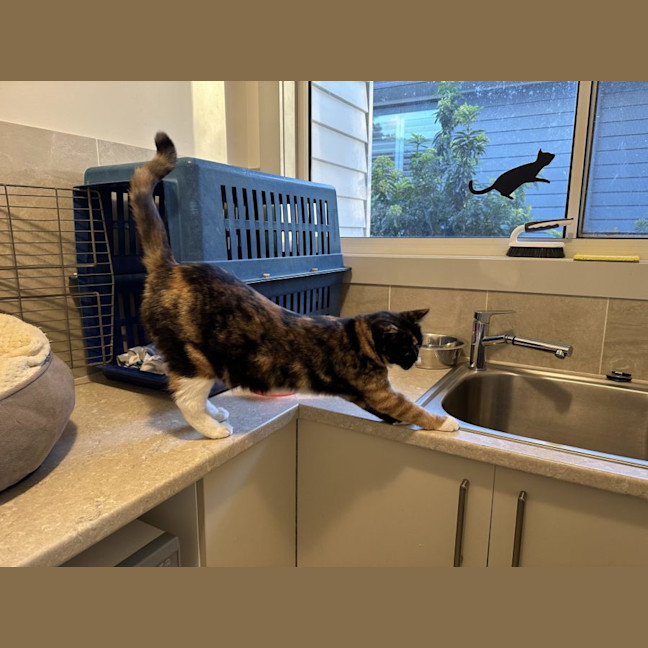 Photo of Sally   Now Available At Pet Quarters Glendale