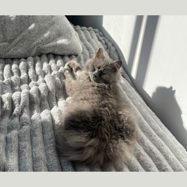 Photo of Willow