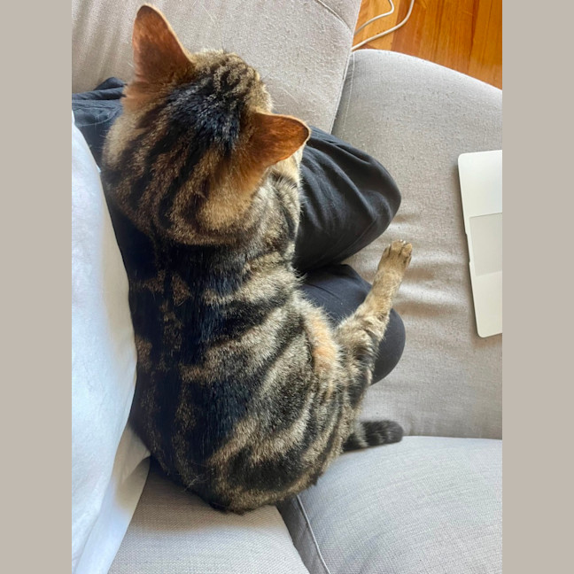 Photo of Kai *9 Lives Project Rescue*