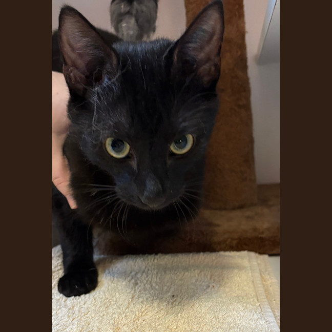 Photo of Shadow