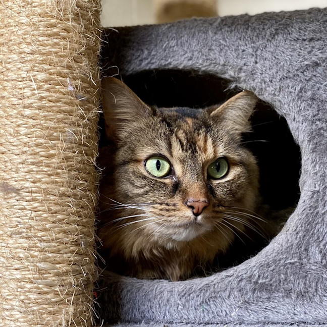 Photo of Clementine