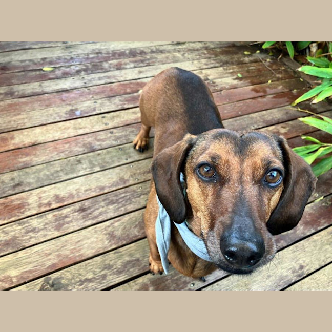 Photo of Frankie Silvanus