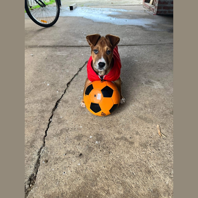 Photo of Bandit