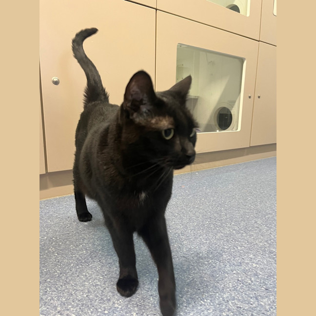 Photo of Kiki