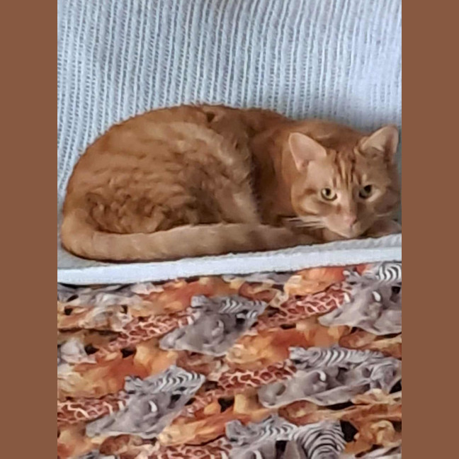 Photo of Ginger (Mum (Hp)) ** 2nd Chance Rescue**