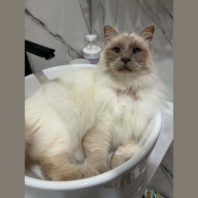 Photo of Aslan
