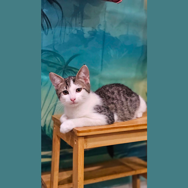Photo of Simon