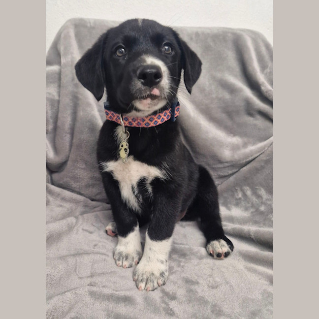 Photo of D1263 Regina