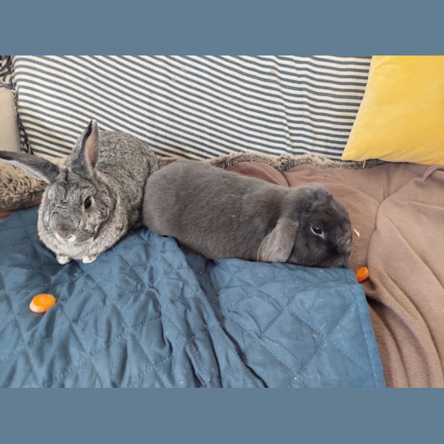 Photo of Juniper / Melon