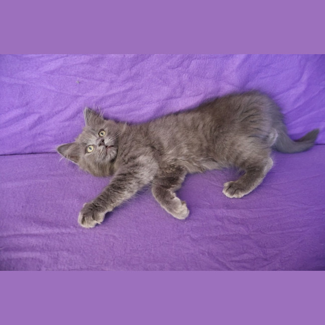 Photo of Muffin