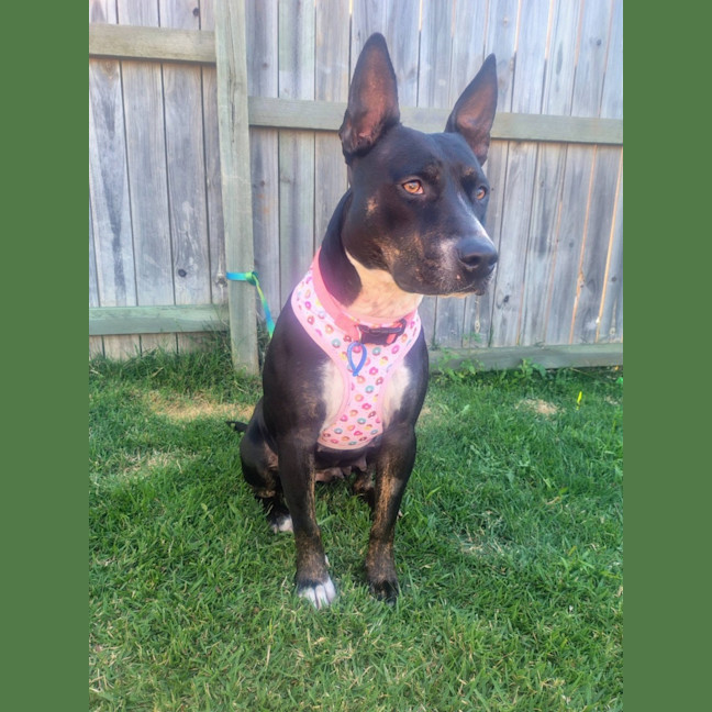 Photo of Jinx