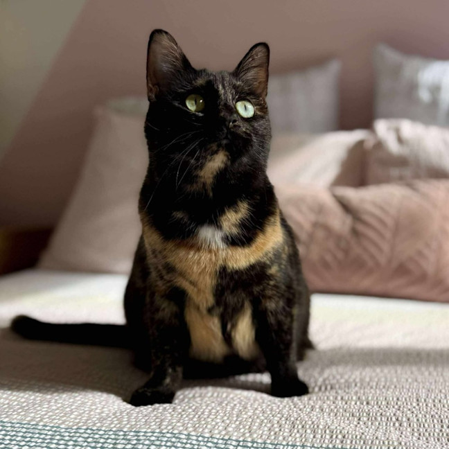 Photo of Bambi   In Foster Care In Macleod