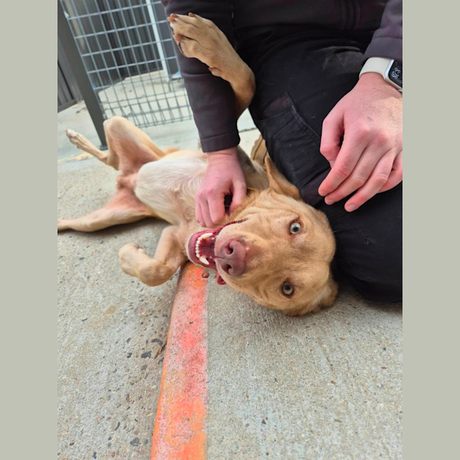 Photo of Trooper! 🦺