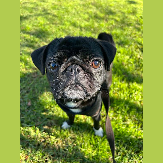 Photo of Bella