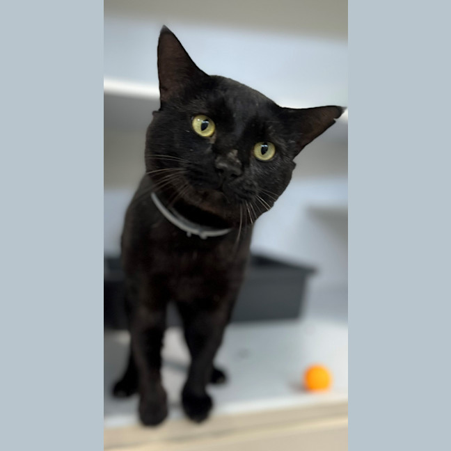 Photo of Santana (9993)