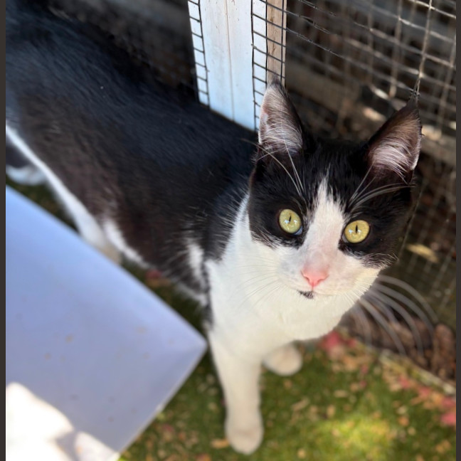 Photo of Snowball