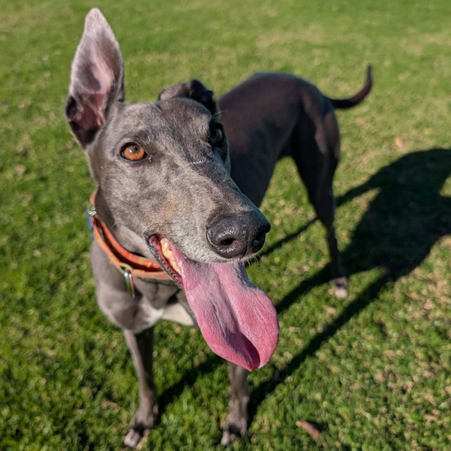 Photo of Amor The Greyhound