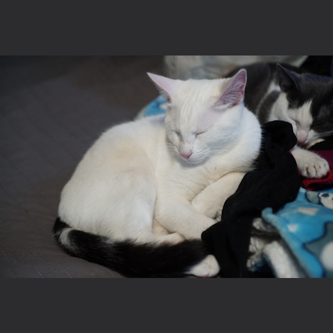 Photo of Lumi