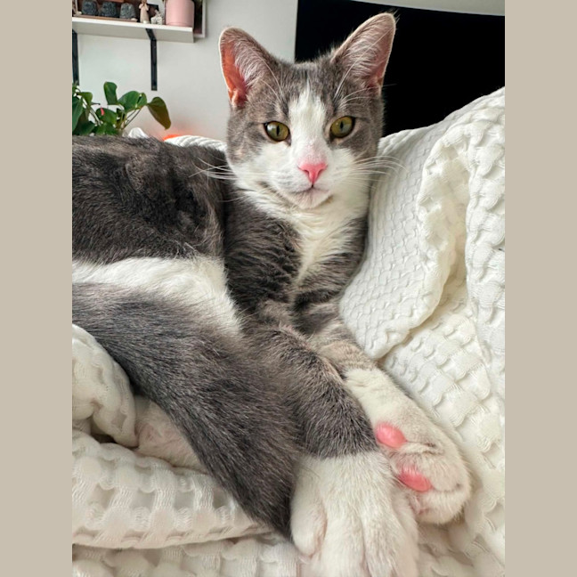Photo of Penn **2nd Chance Cat Rescue**