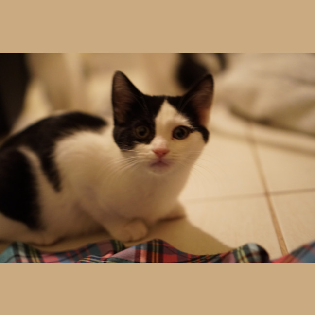 Photo of Moo Moo