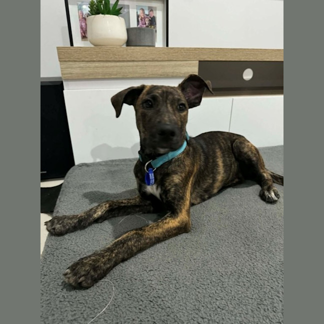 Photo of Remi   5 Month Old Bull Arab X