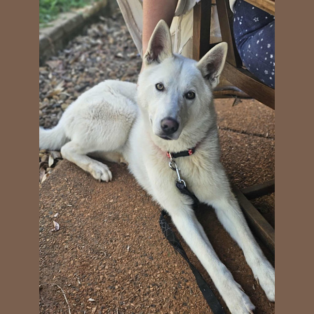 Photo of Juno
