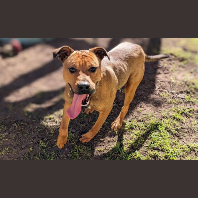 Photo of Rocco