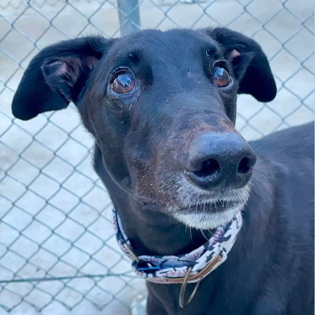 Photo of Kingston The Greyhound