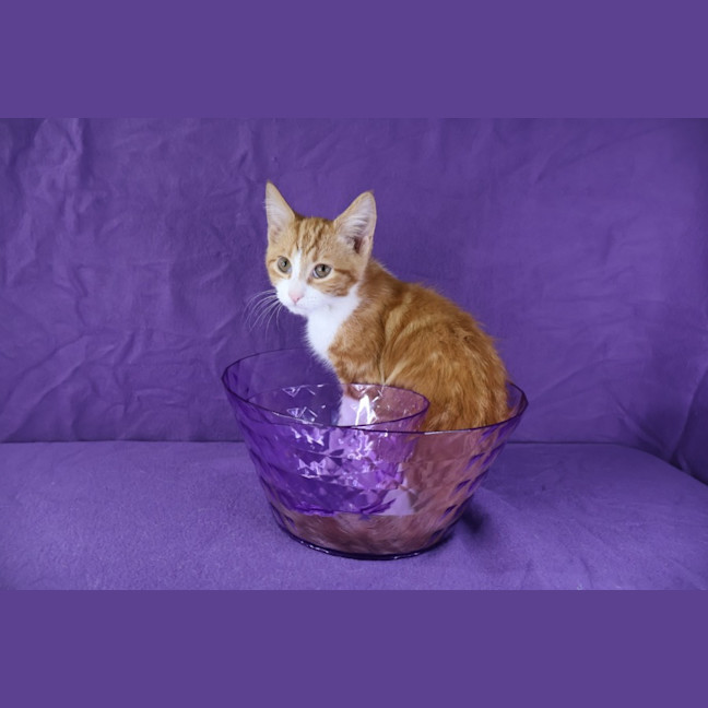 Photo of Meringue