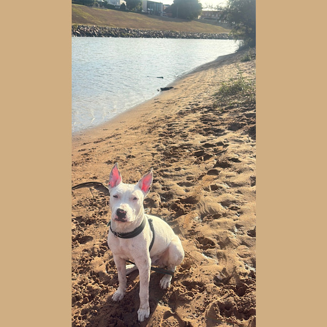Photo of Ollie