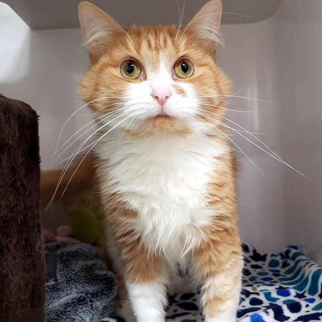 Photo of Fluffy Sua013303