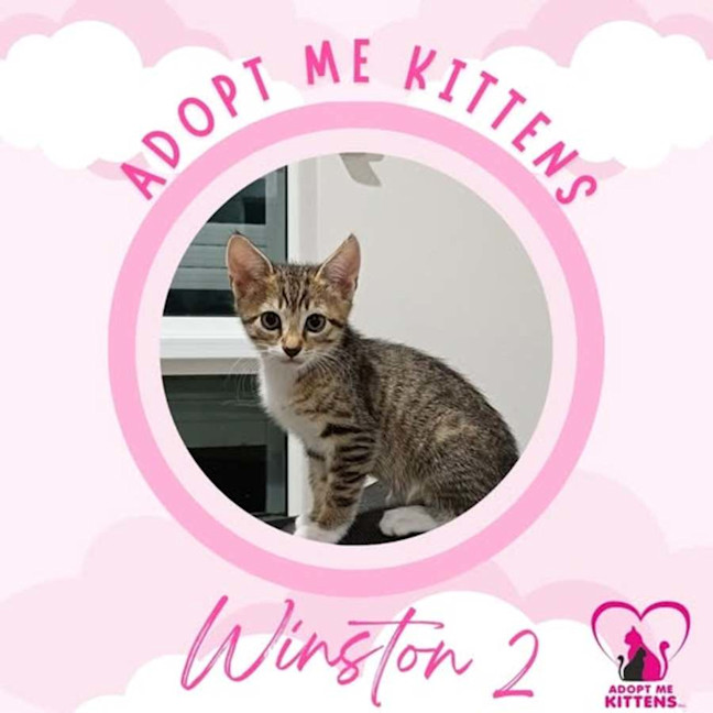 Photo of Winston 2 