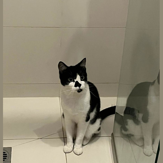 Photo of Apolo