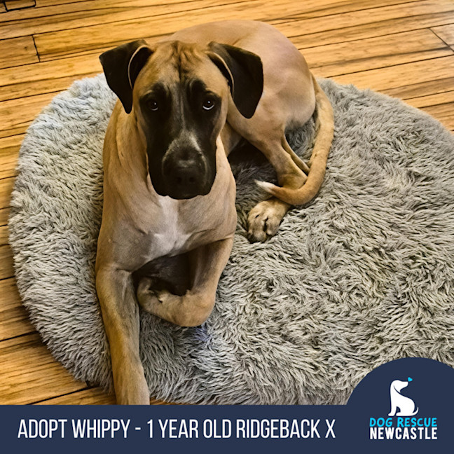 Photo of Whippy   1 Year Old Ridgeback X Great Dane