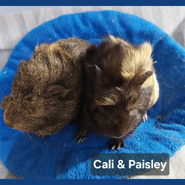 Photo of Cali & Paisley