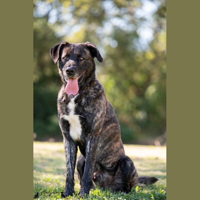 Photo of Cookie