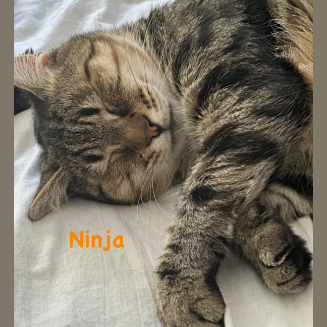 Photo of Ninja