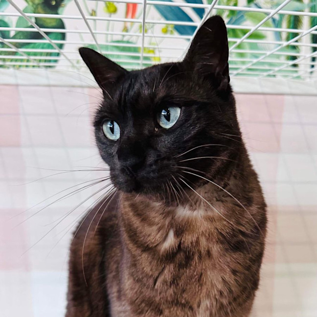 Photo of Lynx   Located In Preston 