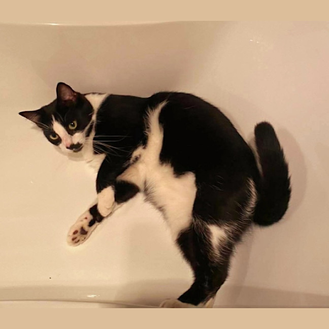 Photo of Theodore 