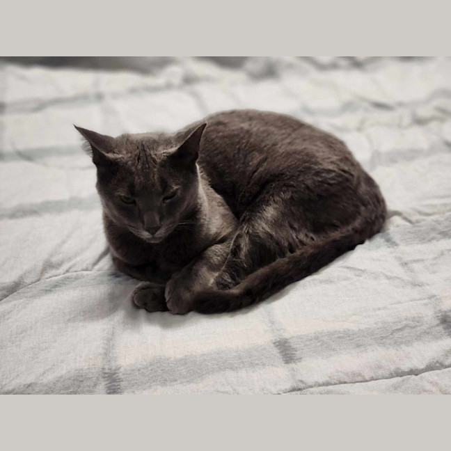 Photo of Winston