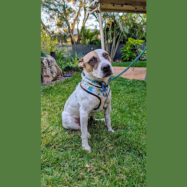 Photo of Harold