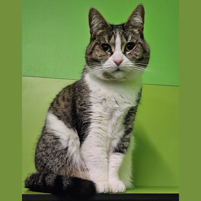 Photo of Nala