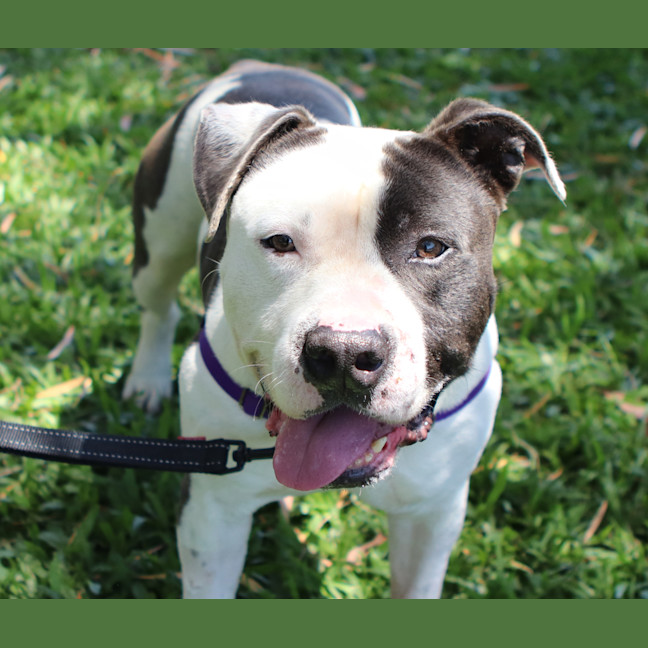Photo of Otis
