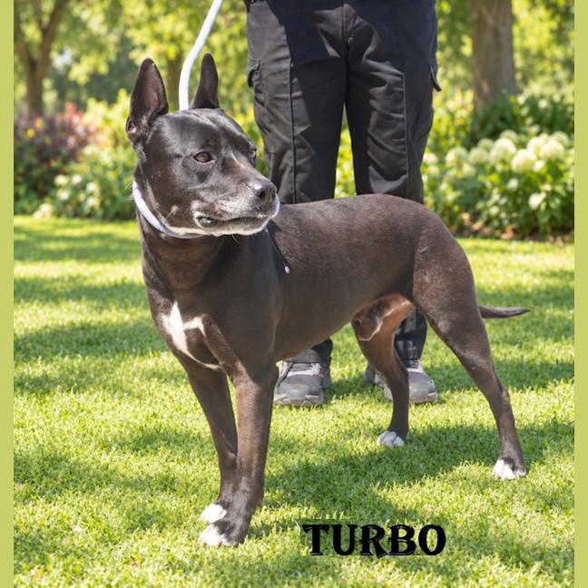 Photo of Turbo