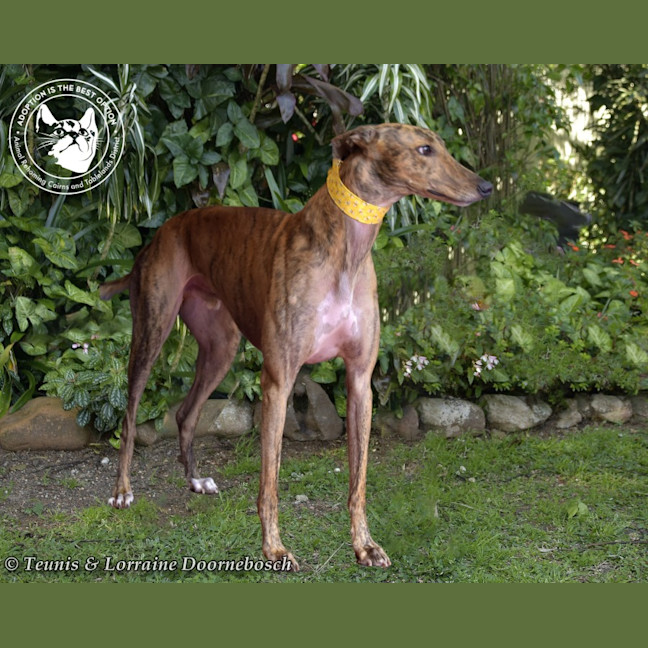 Photo of Mambo (Fingers Arrawarra)